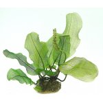 Aponogeton madagascariensis - Kalatka mřížovitá – Zboží Dáma