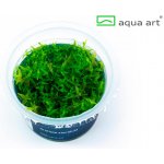 Gratiola viscidula – Zboží Dáma