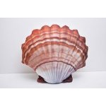 Gaby Polštář Mušle hřebenatka oranžová 45 cm – Hledejceny.cz