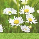 Ubrousek 33x33cm Kopretiny na louce – Hledejceny.cz