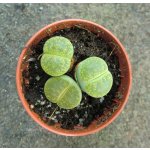 Lithops Mix zelené "Živé kameny" – Zboží Mobilmania