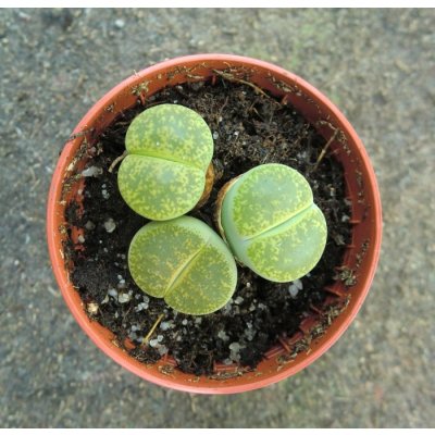 Lithops Mix zelené "Živé kameny" – Zboží Mobilmania