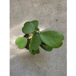 Hoya Kerrii zelená 8 cm – Hledejceny.cz