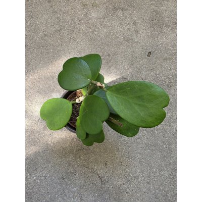 Hoya Kerrii zelená 8 cm – Hledejceny.cz