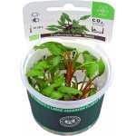 Cryptocoryne lutea Hobbit – Zboží Dáma