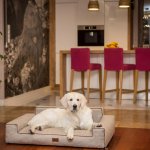 HobbyDog Pelech Glamour Inari – Zboží Dáma