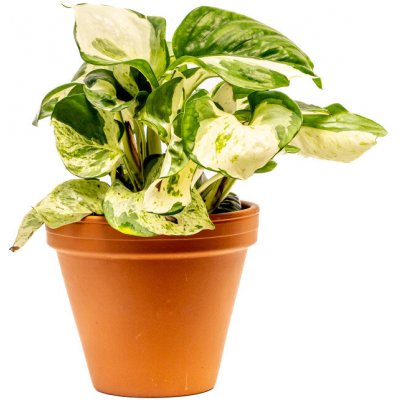 Gardners Epipremnum pinnatum Manjula, průměr 12 cm Šplhavník, Šplhavnice zlatá – Sleviste.cz