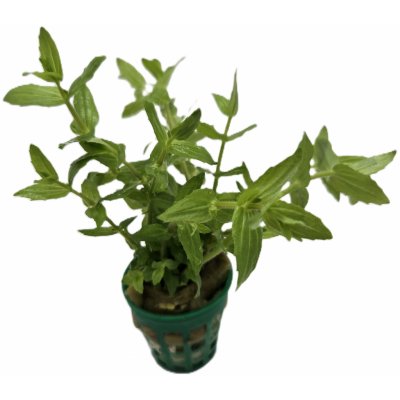 Gratiola viscidula – Zboží Dáma