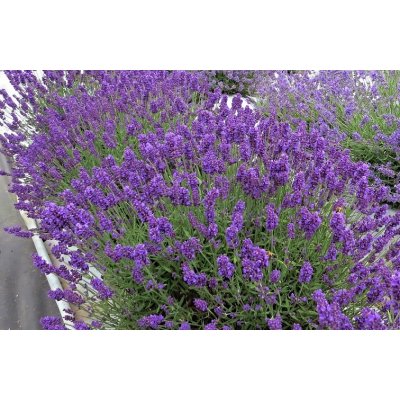 levandule-online.cz Lavandula angustifolia "Aromatico Blue " kontejner 13 cm – Hledejceny.cz