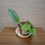 Hoya Callistophylla č2 – Zboží Dáma
