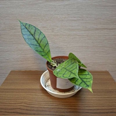 Hoya Callistophylla č2 – Zboží Dáma