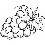 Alteya olej z hroznových jader 100% Bio 100 ml – Sleviste.cz