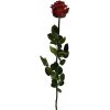 Květina Stabilizovaná růže - rudá