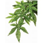 Hagen Exo Terra rostlina Abuliton malá 40 cm – HobbyKompas.cz