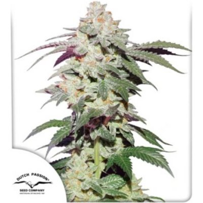 Dutch Passion Skywalker Haze semena neobsahují THC 5 ks – Zboží Dáma