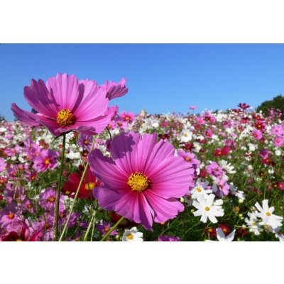 WEBLUX 13047845 Fototapeta papír Pink cosmos Růžový kosmos rozměry 184 x 128 cm – Zboží Mobilmania