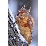 Plakát, Obraz - Winter, Ervin Kobakçi, 26.7 × 40 cm – Zboží Dáma