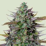 Royal Queen Seeds x Tyson GOAT´lato AUTO semena neobsahují THC 10 ks – Zboží Mobilmania