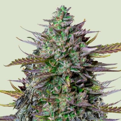 Royal Queen Seeds x Tyson GOAT´lato AUTO semena neobsahují THC 10 ks – Zboží Mobilmania