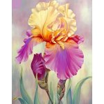 Amparo Miranda® Diamantový obrázek Kosatec – Sleviste.cz