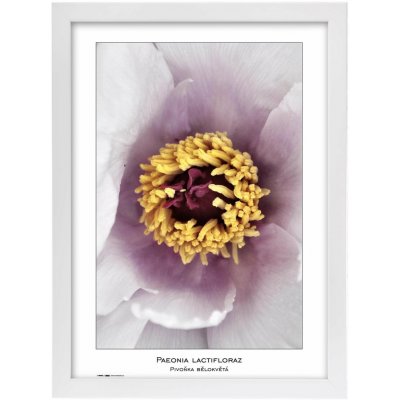 TRADAG Natura 29,7 x 42 - A3 bílý – Zboží Živě