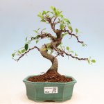 e-bonsai Pokojová bonsai - Ficus kimmen - malolistý fíkus – Hledejceny.cz