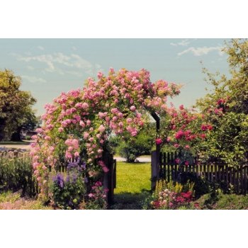 Komar 8-936 Fototapeta Rose Garden Rozměr 368 x 254 cm