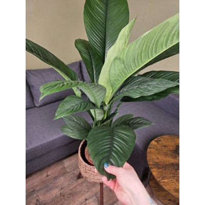 Spathiphyllum Sensation XXL – Hledejceny.cz