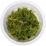 Didiplis diandra - Kalužník dvojmužný – Zboží Dáma