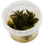 Cryptocoryne wendtii Brown – Zboží Dáma