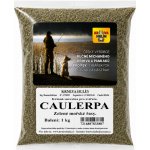KH Caulerpa zelené mořské řasy 1 kg – Hledejceny.cz