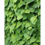 Aristolochia macrophylla Prodejní velikost: 040/060, Velikost hrnku: 2 l – Zbozi.Blesk.cz