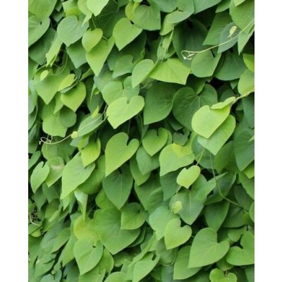 Aristolochia macrophylla Prodejní velikost: 040/060, Velikost hrnku: 2 l – Zbozi.Blesk.cz