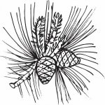 Alteya Borovicový olej 100% Bio 5 ml – Hledejceny.cz