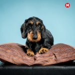 Silviger Sharebag Pelíšek – Hledejceny.cz