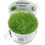 Utricularia graminifolia - Bublinatka trávolistá – Zboží Dáma