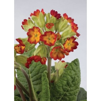 Primula veris 'Orange with Yellow' Velikost hrnku: 0,5 l – Zboží Mobilmania
