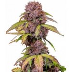 Fast Buds Lemon Cherry Cookies Auto semena neobsahují THC 1 ks – Zboží Dáma
