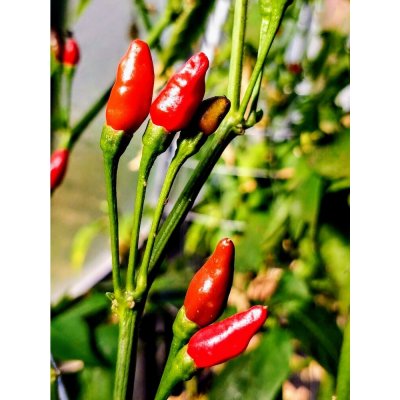 Semena Tabasco – Zboží Dáma