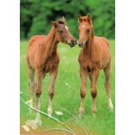 Pohlednice Hříbata 93 – Zboží Dáma