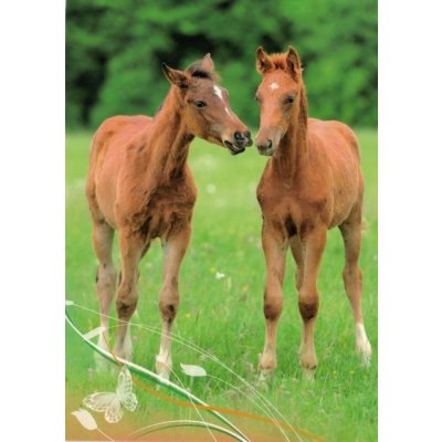 Pohlednice Hříbata 93 – Zboží Dáma