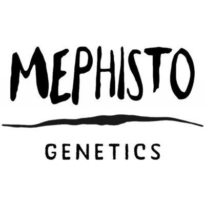 Mephisto Genetics Sweet n Sour Auto semena neobsahují THC 3 ks – Zboží Dáma