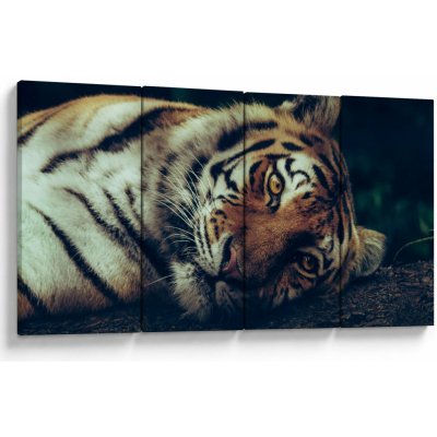 Obraz - Tygr Sibiřský, Čtyřdílný 160x80 cm – Hledejceny.cz