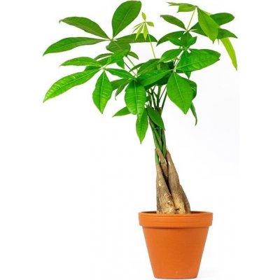 Gardners Pachira aquatica spletený kmen, průměr 12 cm Pachira vodní – Zboží Dáma