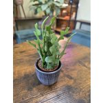 Epiphyllum Anguliger mini – Zboží Mobilmania