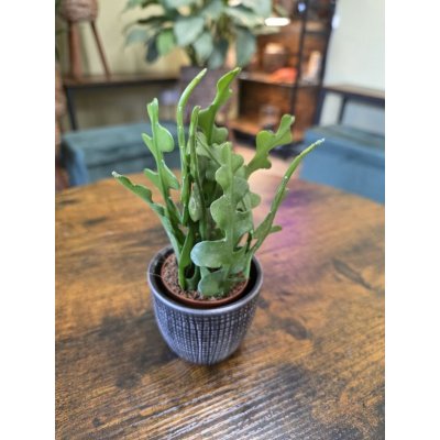 Epiphyllum Anguliger mini – Zboží Mobilmania