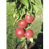 Osivo a semínko Jabloň sloupovitá zakrslá BIO FloraSelf Bio Malus Starline 'Red Crimson' 60-80 cm květináč 7,5 l