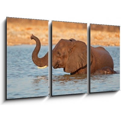 Obraz 3D třídílný - 90 x 50 cm - Elephant in water, Etosha National Park Slon ve vodě, národní park Etosha – Zboží Mobilmania