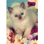 Pohlednice Kotě 104 – Zboží Mobilmania