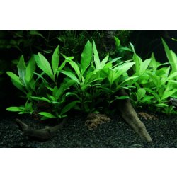 Hygrophila siamensis - Mokřanka siamská